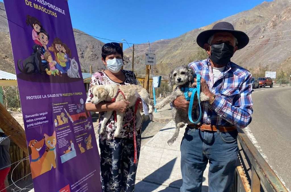 Seremi de Salud inicia campaña de vacunación antirrábica gratuita de mascotas en zonas fronterizas de la región