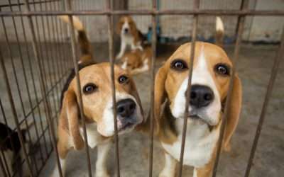 Cuatro mil perros destinados para experimentación farmacéutica fueron rescatados en Estados Unidos