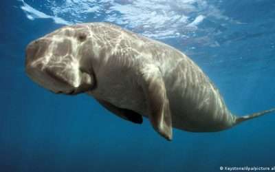 Investigadores declaran funcionalmente extinto al dugongo en China