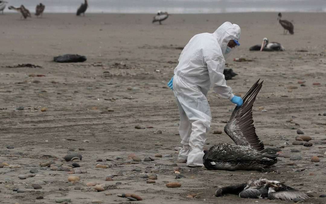 16 brotes de influenza aviar se registraron en las zonas costeras de Atacama